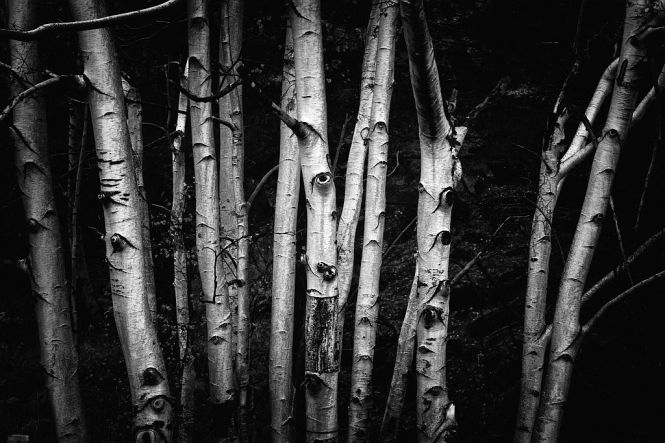 Unicorn_Tzotcho_Boiadjiev_WEB